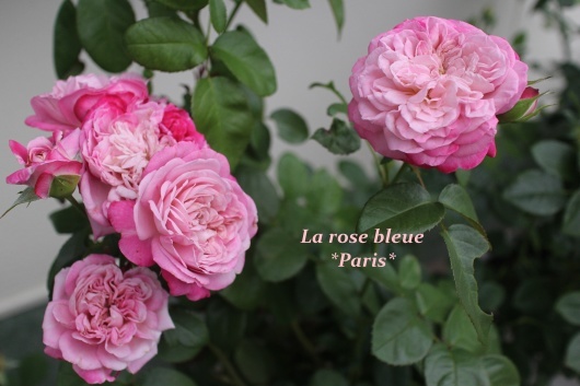 今年もふわふわ パリス La Rose 薔薇の庭