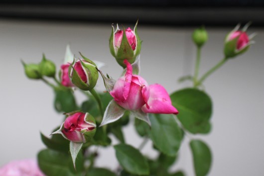 今年もふわふわ パリス La Rose 薔薇の庭 今年もふわふわ パリス La Rose 薔薇の庭