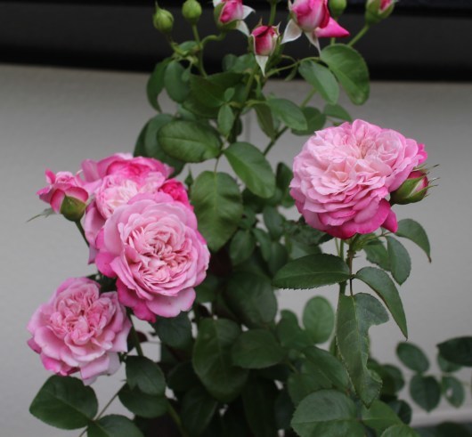 今年もふわふわ パリス La Rose 薔薇の庭