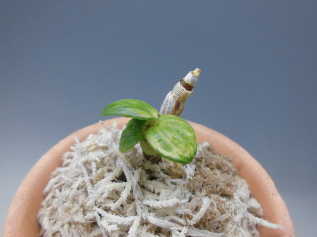 長生蘭 於多賀中斑 : DREAM GRASSES