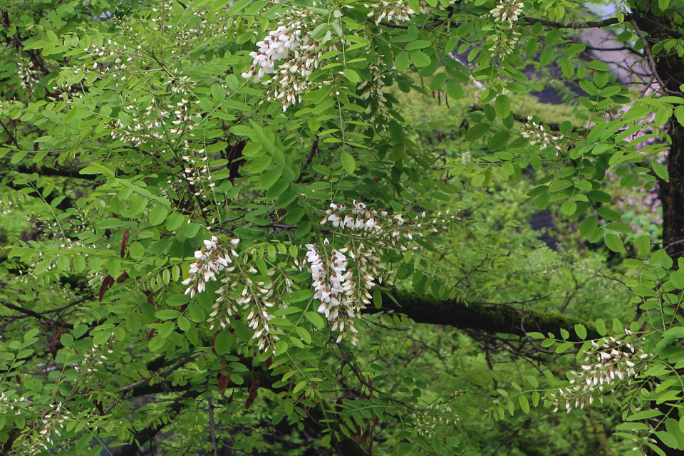 Robinie_c0211169_4374533.jpg