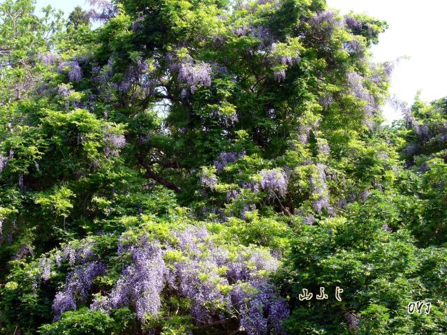 初夏の花 山ふじ うずき 北の小京都 松前 大橋 政義 写真展 初夏の花 山ふじ うずき 北の小京都 松前 大橋 政義 写真展