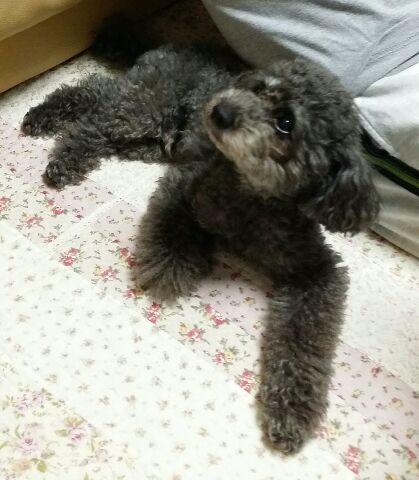トリミング_c0231772_1585470.jpg