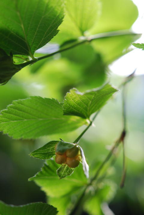 それぞれの木の花の花後。。。_b0189573_8434483.jpg