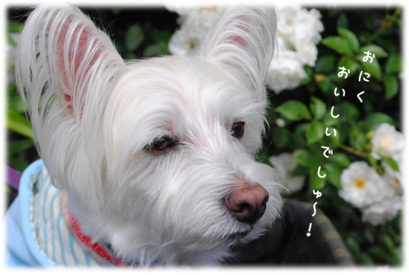 b0242873_00382439.png