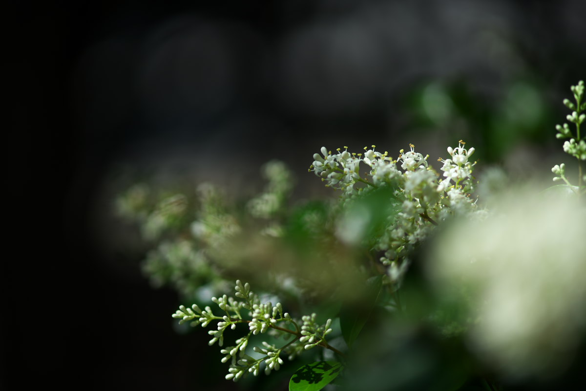 万葉植物園　キツリフネ（黄釣舟）他_a0083081_1824839.jpg