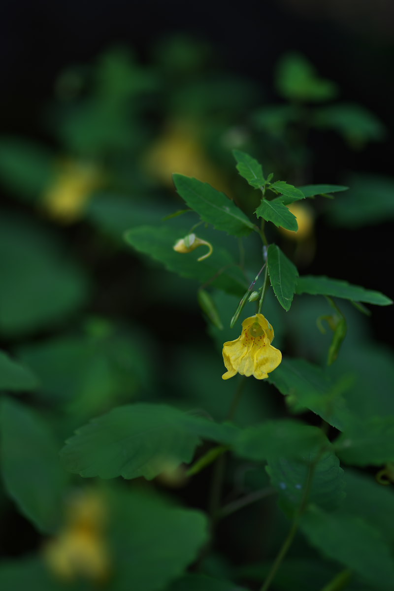 万葉植物園　キツリフネ（黄釣舟）他_a0083081_18461855.jpg