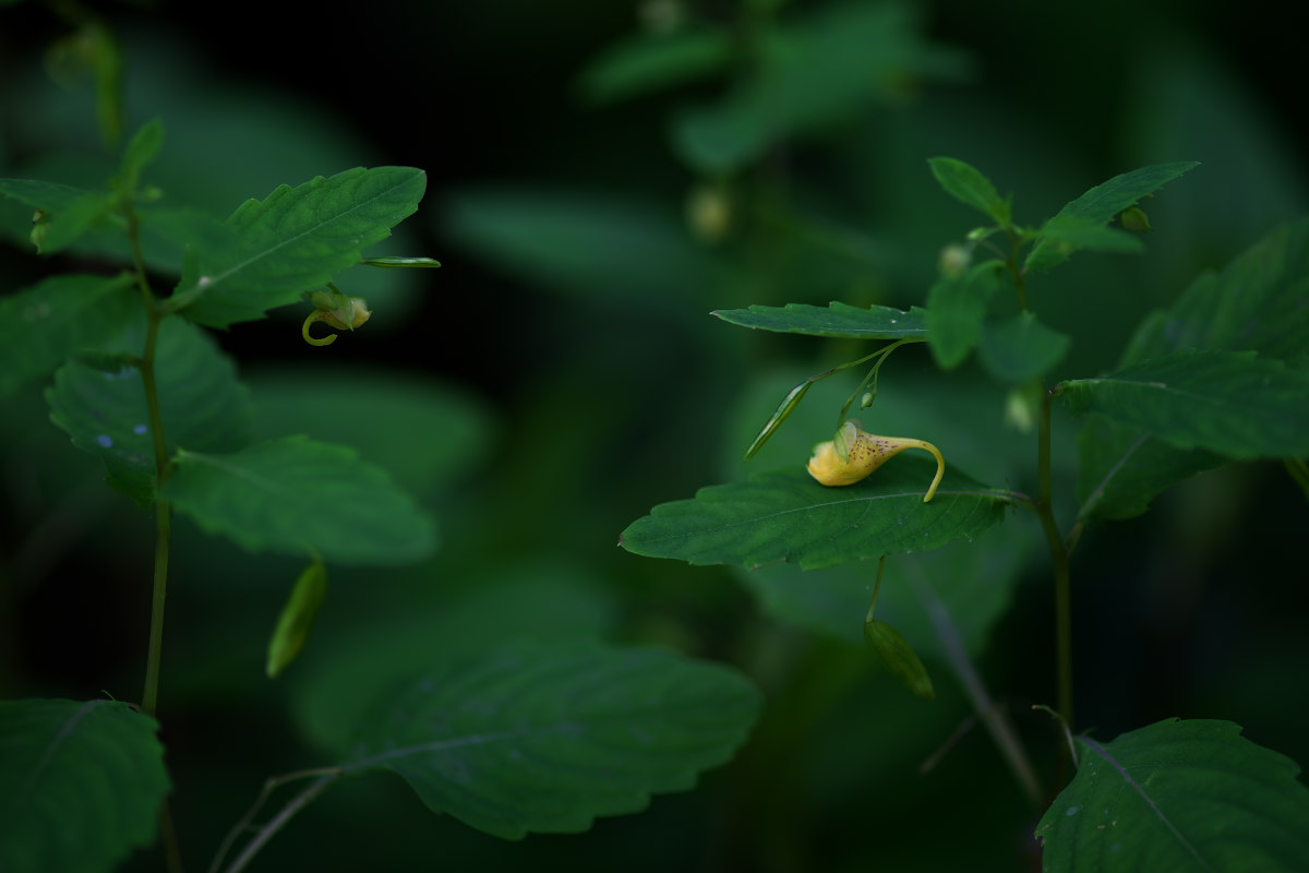 万葉植物園　キツリフネ（黄釣舟）他_a0083081_1846877.jpg