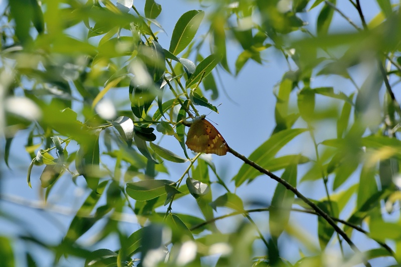 小畔川便り（ウラギンヒョウモン・コムラサキ:2015/5/26.27）_f0031682_9183013.jpg