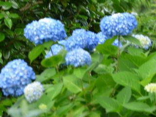 2015年6月2日 素材がすべて_b0098584_2133962.jpg