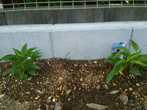 c0197684_11423471.jpg