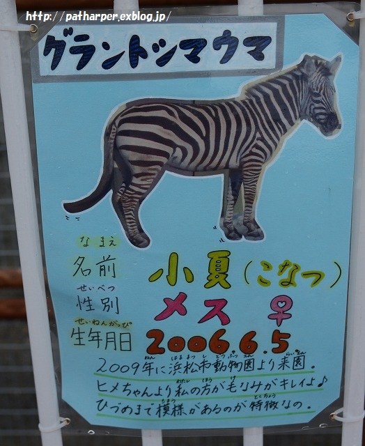 ２０１５年４月　釧路市動物園　その３ ミルクのパクパクタイム_a0052986_7215873.jpg