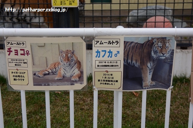 ２０１５年４月　釧路市動物園　その３ ミルクのパクパクタイム_a0052986_725283.jpg