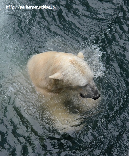 ２０１５年４月　釧路市動物園　その３ ミルクのパクパクタイム_a0052986_79425.jpg