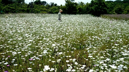 凛とした花にあこがれる　たんさいぼう。_e0269586_17203319.jpg