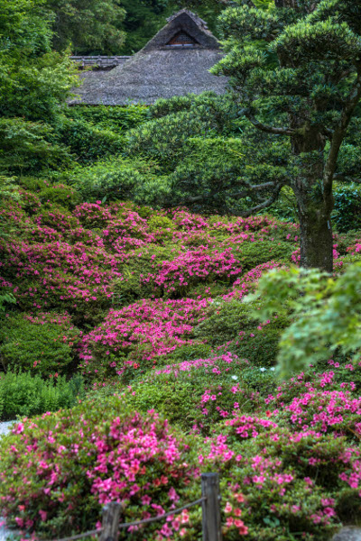 金福寺_e0051888_12302514.jpg