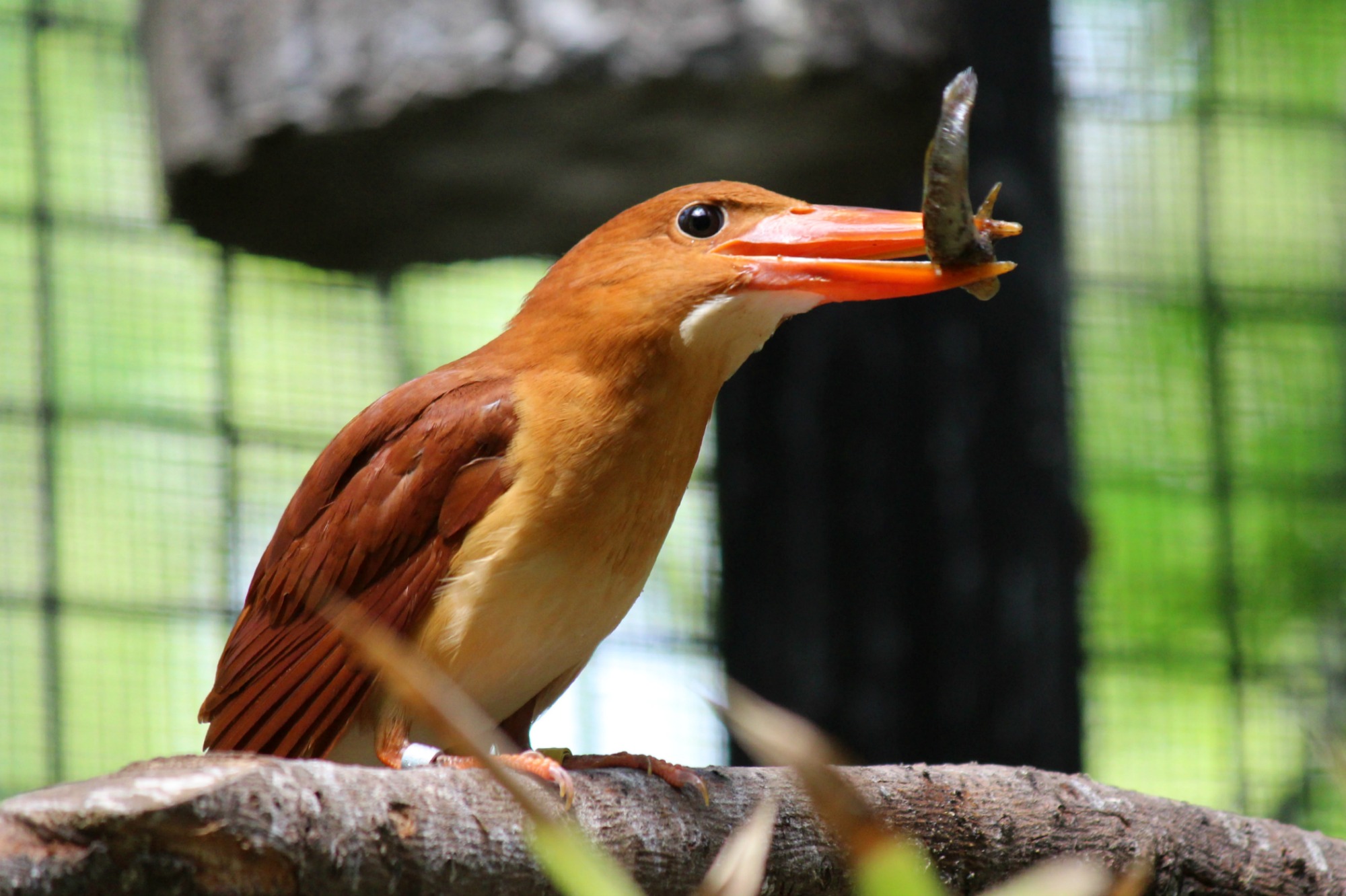 日本の野鳥 上野動物園 Buono Buono