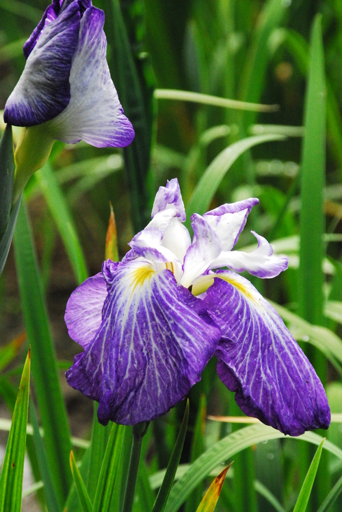 熊本県玉名市高瀬裏川花菖蒲_a0141193_23503821.jpg