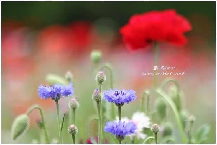 セントーレア（矢車菊）の花園_b0345093_23334139.jpg