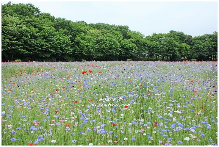 セントーレア（矢車菊）の花園_b0345093_23340642.jpg