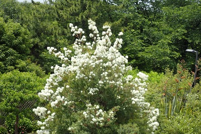 f0203094_96567.jpg