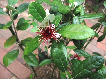 c0117898_14325816.jpg