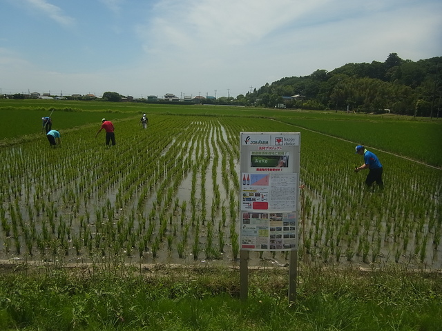 酒米除草作業、メロン人工交配、いちごメンテナンス、業務用就労米配送_e0270198_1721433.jpg