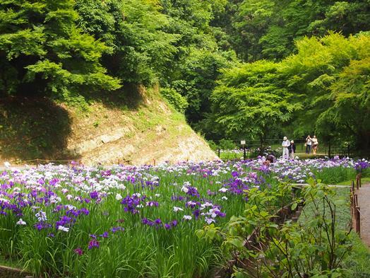 明月院　後ろ庭園で花ショウブ観賞(2015.06.02)_e0245404_17424131.jpg