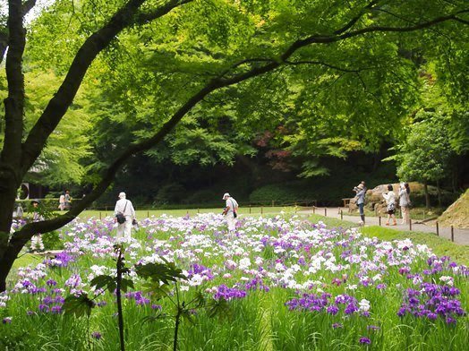 明月院　後ろ庭園で花ショウブ観賞(2015.06.02)_e0245404_1743796.jpg