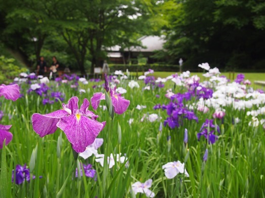 明月院　後ろ庭園で花ショウブ観賞(2015.06.02)_e0245404_17454966.jpg