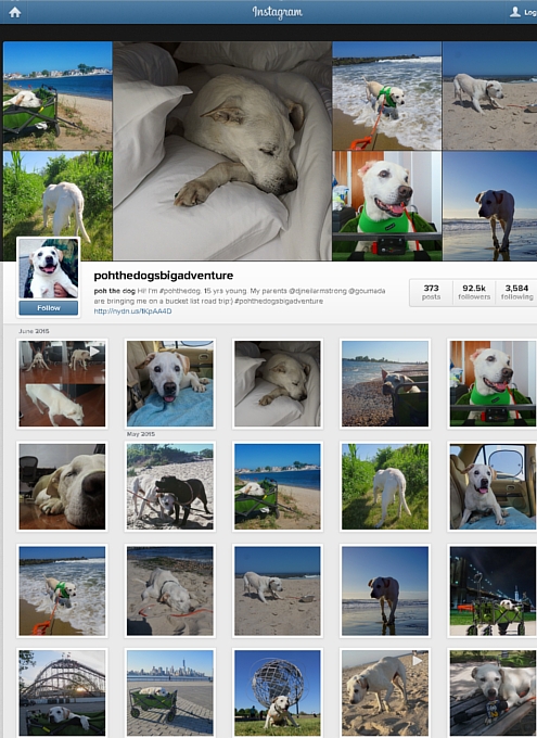 余命わずかの愛犬とNYから全米横断の旅へ・・・ poh the dog\'s big adventure_b0007805_10151056.jpg