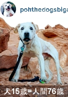 余命わずかの愛犬とNYから全米横断の旅へ・・・ poh the dog\'s big adventure_b0007805_10174489.jpg