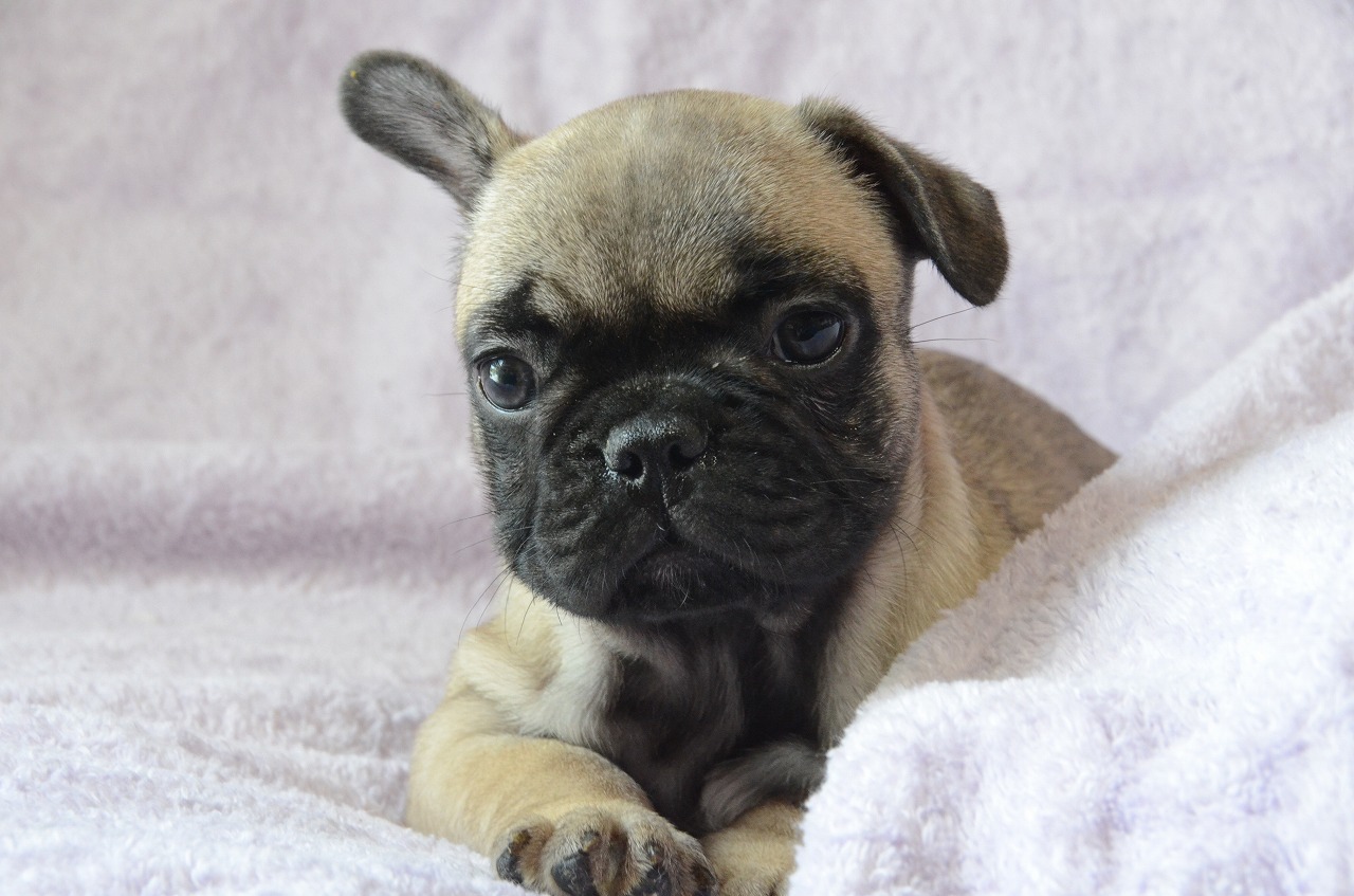 French bulldog　Owner recruitment_e0075412_04425126.jpg