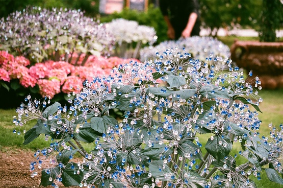 箱根の花たち（２）_d0128513_15574936.jpg