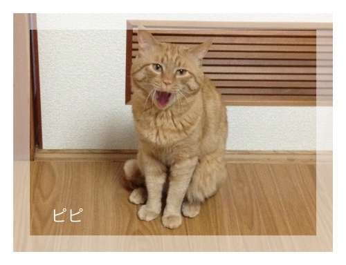最近のお弁当と、ピピポポちゃん☆_f0354014_09120270.jpg