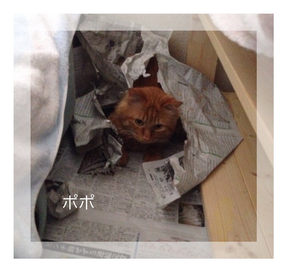 最近のお弁当と、ピピポポちゃん☆_f0354014_09120335.jpg
