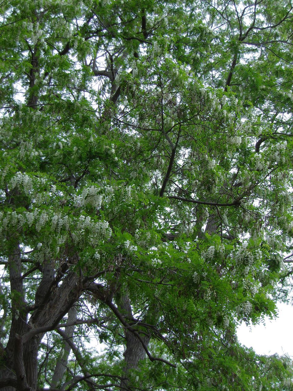 午後から豪雨(大雨・洪水警報):明日から北大祭_c0025115_19061106.jpg