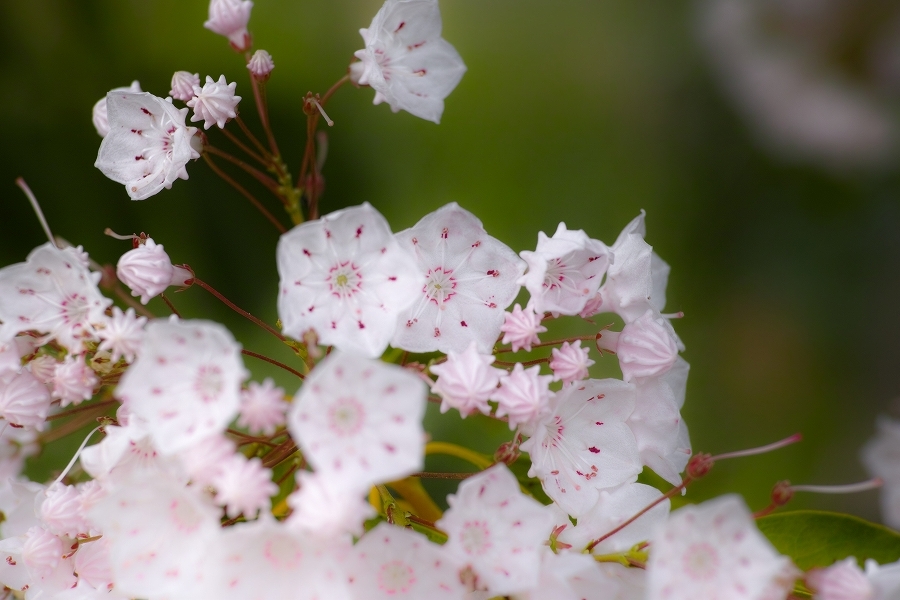 「四季の花だより」　～ カルミアとの再会 ～_b0338222_22545307.jpg