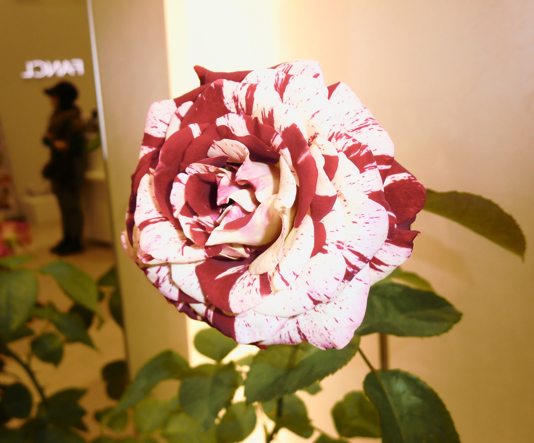 f0161931_22554124.jpg