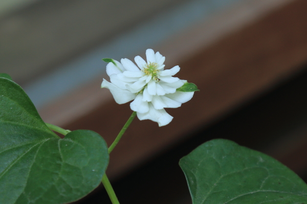 東向島～浅草散策（向島百花園）その１_f0229832_1044378.jpg