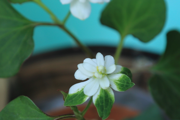 東向島～浅草散策（向島百花園）その１_f0229832_9543382.jpg