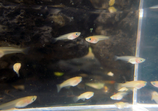ヒレ長風雅系の稚魚 花めだか だって おばちゃんだもん