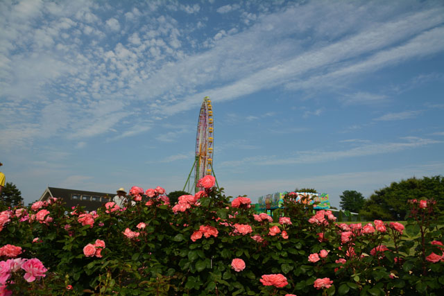 薔薇園....ひたち海浜公園にて_f0103534_21443.jpg