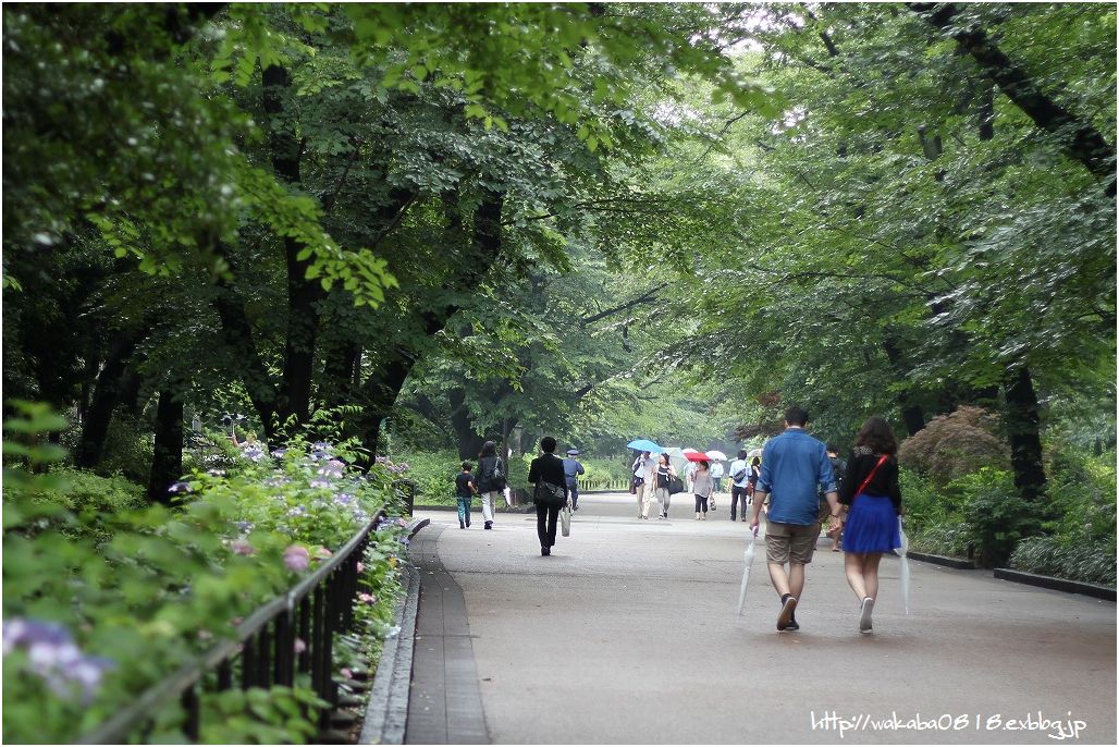 雨降りの上野公園を50ｍｍで試写_e0052135_21414886.jpg