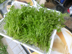 c0343936_2312384.jpg