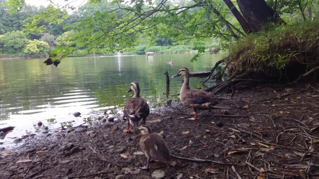 豊ヶ丘南公園 多摩市 6月3日 猫好き写真館 豊ヶ丘南公園 多摩市 6月3日 猫好き写真館