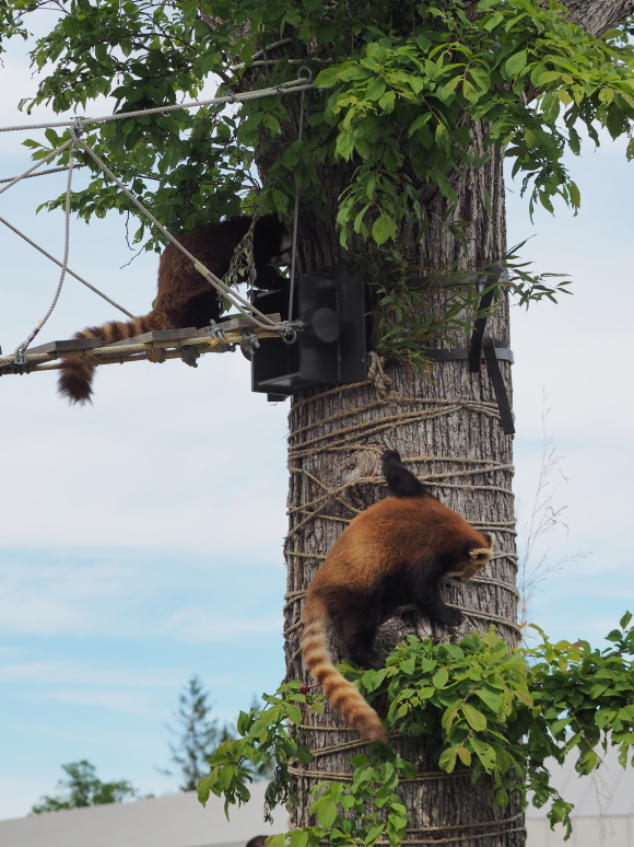 換毛キンギン、屋外吊り橋ウォーキング 1_a0149740_06505379.jpg