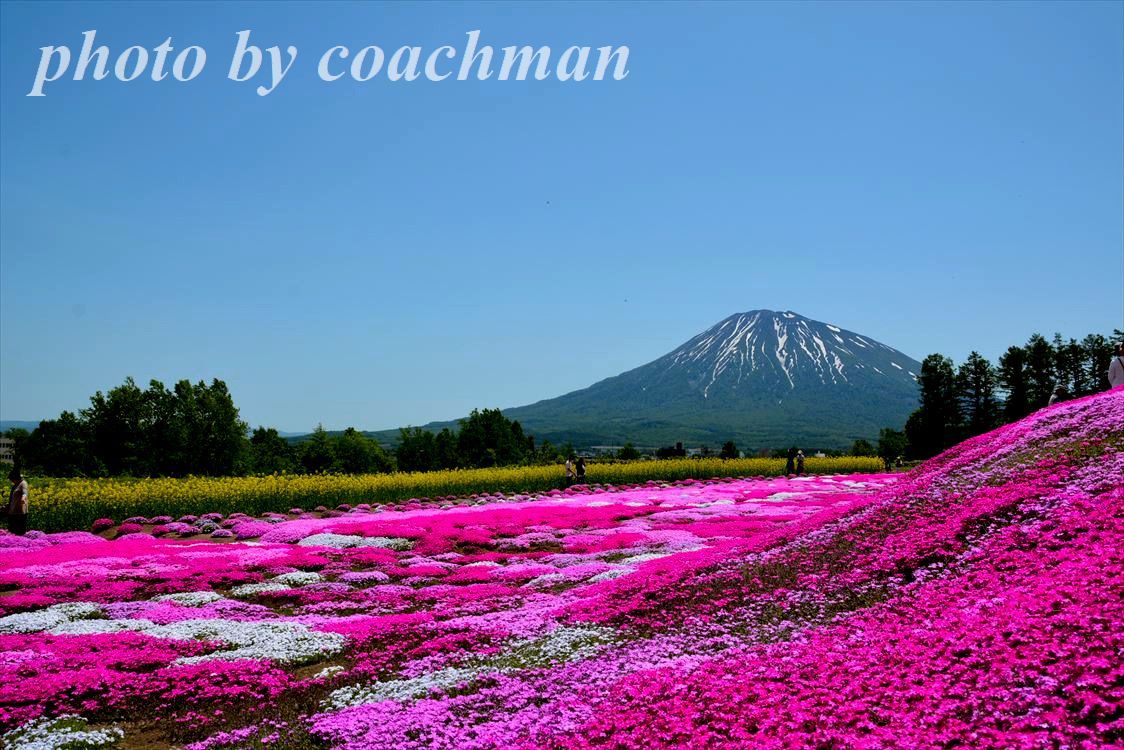 「三島」さん宅の芝桜　倶知安町_a0315942_22315275.jpg