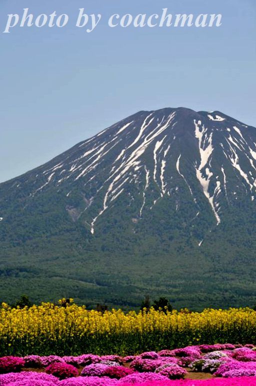 「三島」さん宅の芝桜　倶知安町_a0315942_22322099.jpg