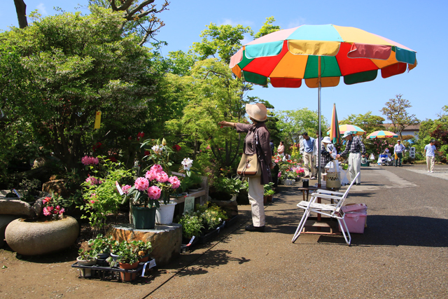 保内緑花木センター植木まつり_a0330642_20352159.jpg